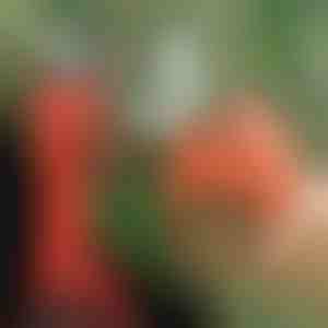 Elektrische schaar | WHIZZPRUNER