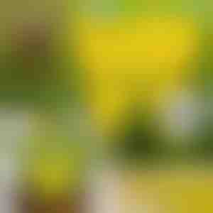 Kleverige Vliegenvallen (10 stuks) | BUGILURE