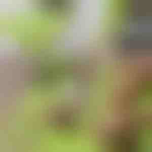 Mess-vrije snijplank met afneembare container 2 in 1| CHOPPINATA