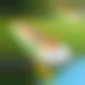 Opblaasbare waterglijbaan (465x80cm) | REEFLY