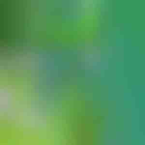 Een hulpmiddel voor het verwijderen van onkruid | SPINOUT