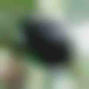 Kweekdoos voor gezonde wortels (5 stuks) | ROOTY