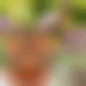 In hoogte verstelbare bloempotten (3x stuks) | PLANTUP