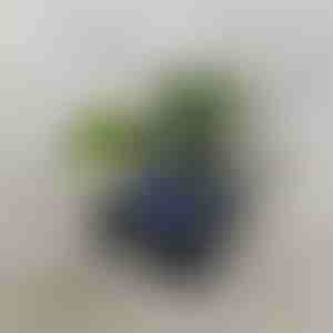 Retro Bluetooth-luidspreker met oceaangolfprojector (14 x 15 cm) | VIVAPLAY