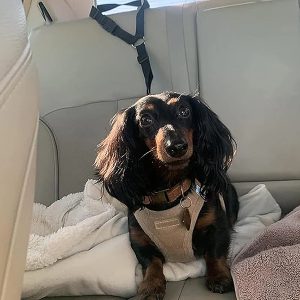 Verstelbare reisbeveiliging voor honden | PETBELT